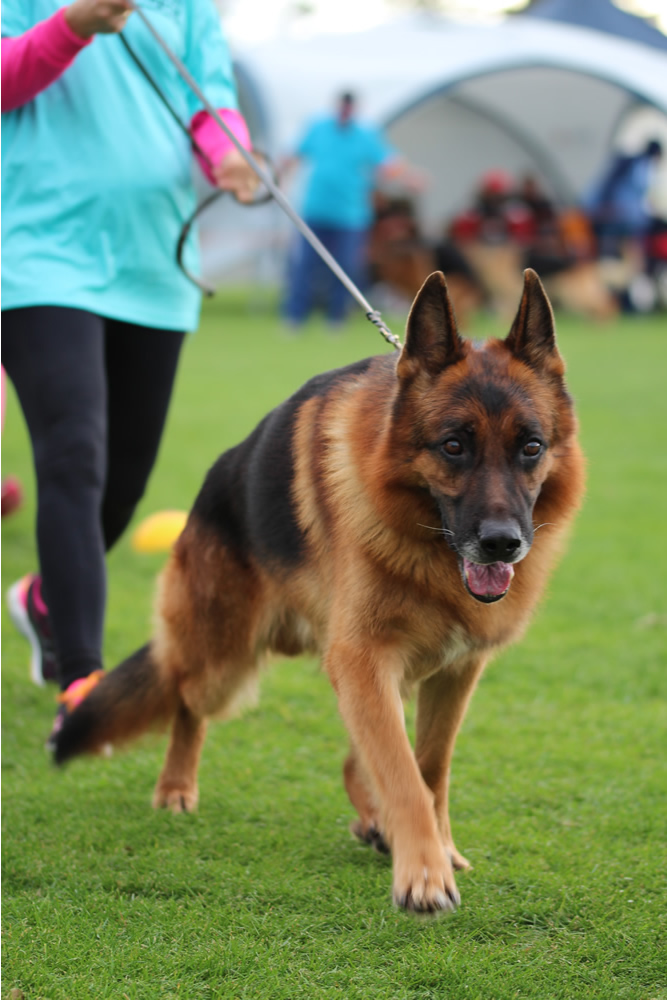 Ustinov vom Romerland